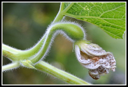 birdhouse gourd drying flower