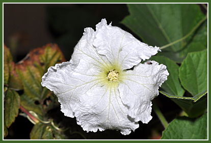 birdhouse gourd flower