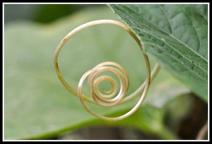 birdhouse gourd tendrils