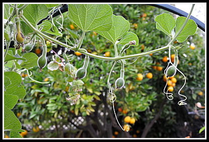 birdhouse gourds on trellis