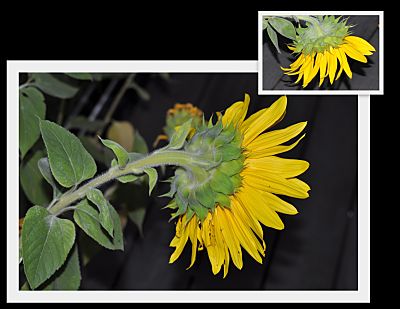 End of Season Sunflower