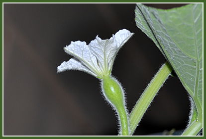 Birdhouse gourd bloom
