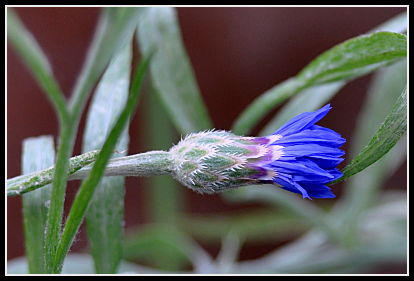Bachelor's button bud