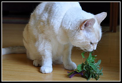 Tasting the catnip Tasting the catnip