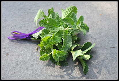 Catnip with Bow