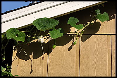 Christmas light gourds