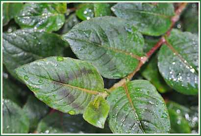 Clover Leaves