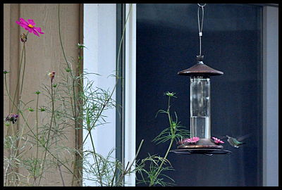 cosmo and hummer