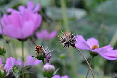 cosmos going to seed