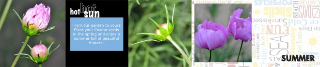 Cosmos Seed Cards - Page 001