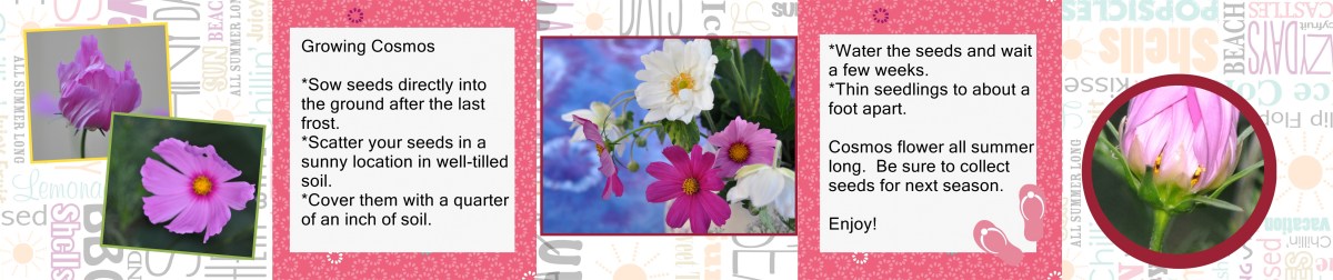 Cosmos Seed Cards - Back Panel