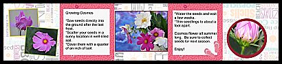 Cosmos Seed Cards - Back Panel