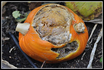 deformed pumpkin