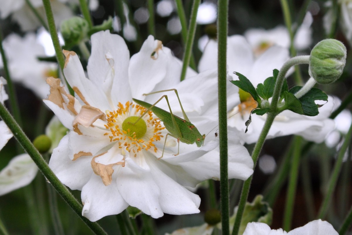 Grasshopper and Spider on Anemone