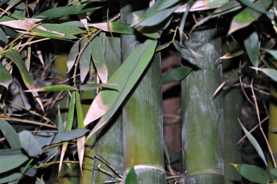 Bamboo