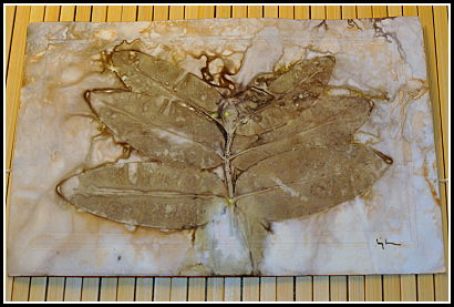 eco-dyed print