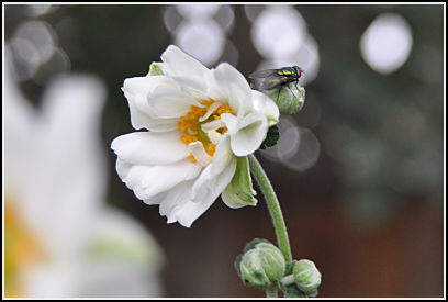 Anemone house fly