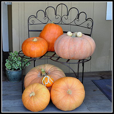 garden bench with pumpkins