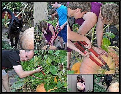 harvesting pumpkins