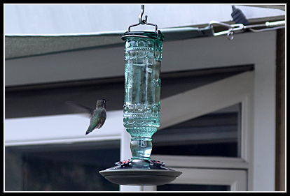 hummingbird at feeder