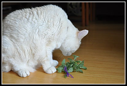 Cat inspecting the catnip