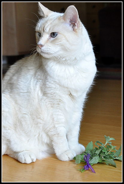 Cat with catnip