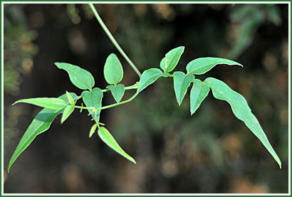 Star Jasmin Leaf Star Jasmin Leaf