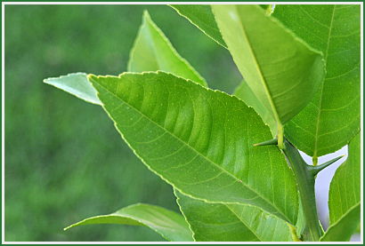 Lemon leaf