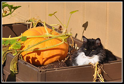 Kitty in the garden bed