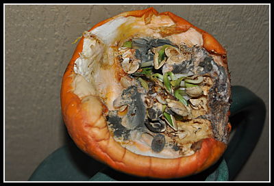 molding pumpkin sprouting seeds