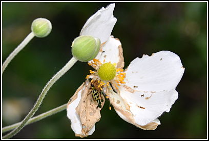 mystery spotted bug