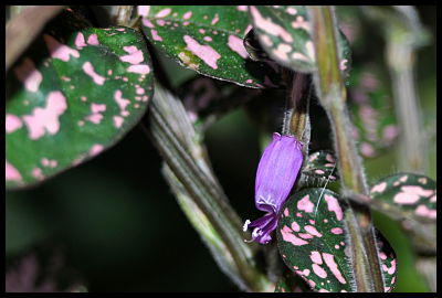 purple flower polka dot plant