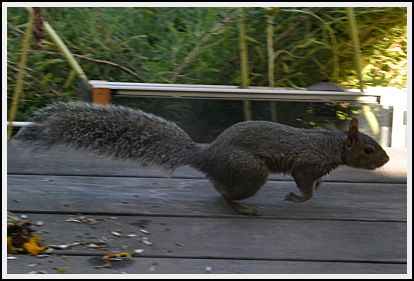 running squirrel