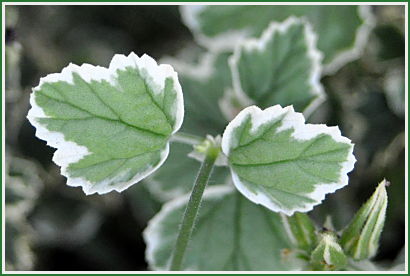 Scented Geranium Leaf