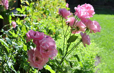 simplicity rose