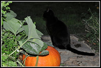 Slinky near the pumpkins