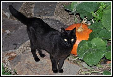 Black cat with pumpkin