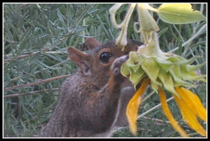 squirrel closeup