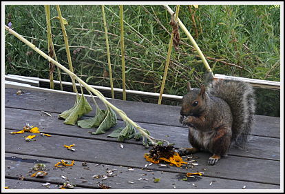 squirrel eating sunflower seeds