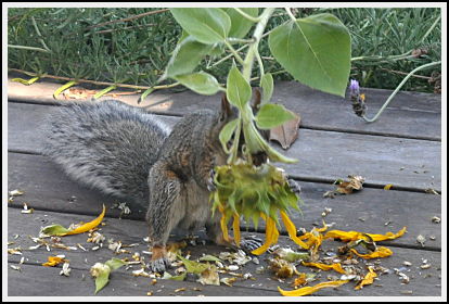 squirrel hide and seek