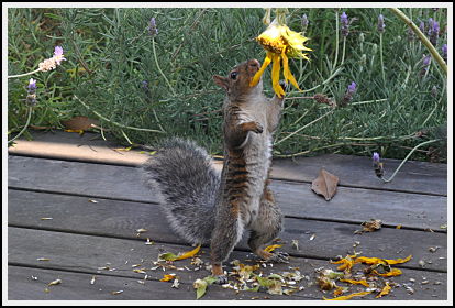 squirrel standing tall