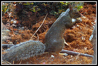 squirrel under Acer