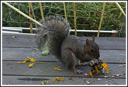 squirrel with sunflower