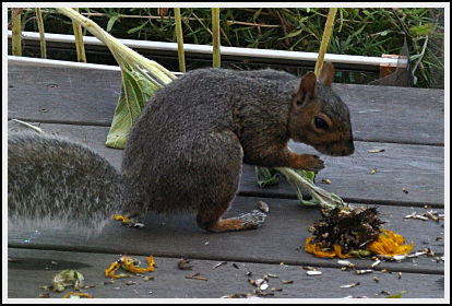 squirrel with stem