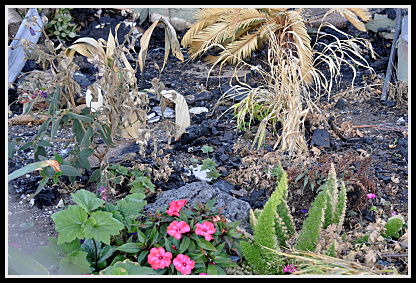SummerWinds fire damaged plants