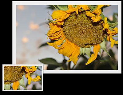 Sunflower at Dusk