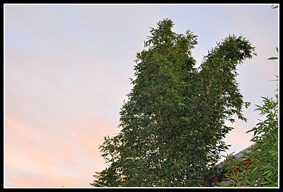 tall bamboo