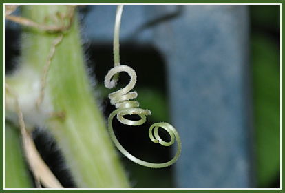 Birdhouse gourd bloom