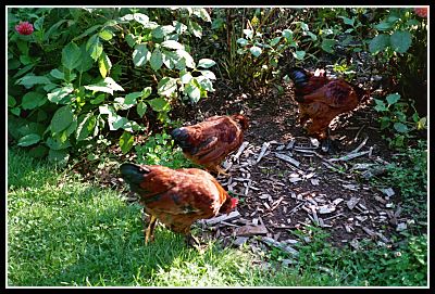wild hens Mendocino