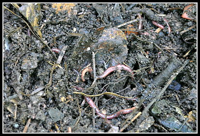 Worm Bin